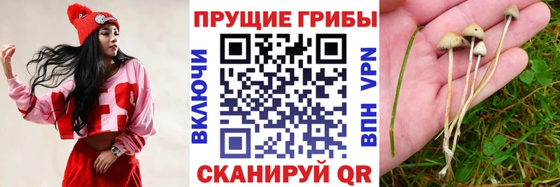 Купить  Лангепас  Псилоцибиновые грибы Psilocybine cubensis 